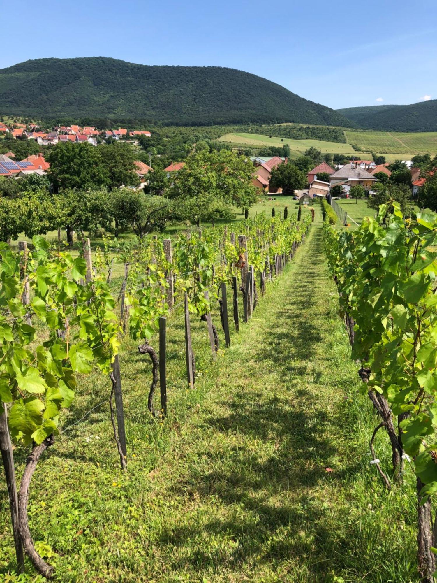 Panorama Apartman Felsoetarkany Felsőtárkány Bagian luar foto